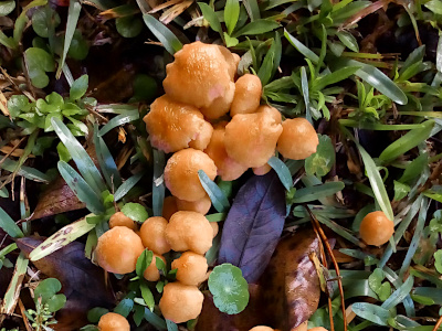 [Top down view of nearly two dozen light brown mushroom caps of varying spherical sizes. The caps appear domed and smooth.]